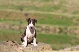 BULL TERRIER 007